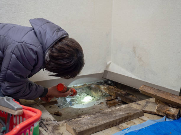 Best Environmental Consulting for Mold Prevention  in Hampton, MD