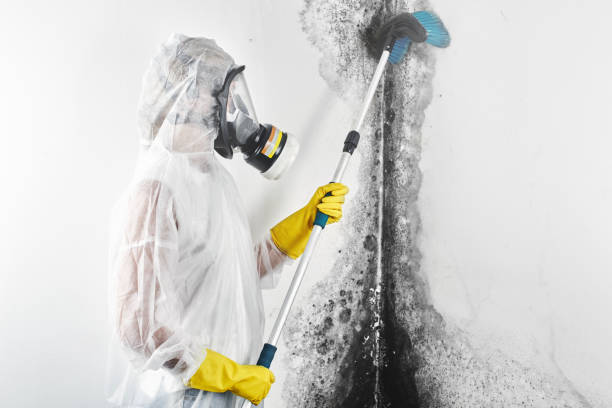 Best Asbestos and Lead Testing During Mold Inspection  in Hampton, MD