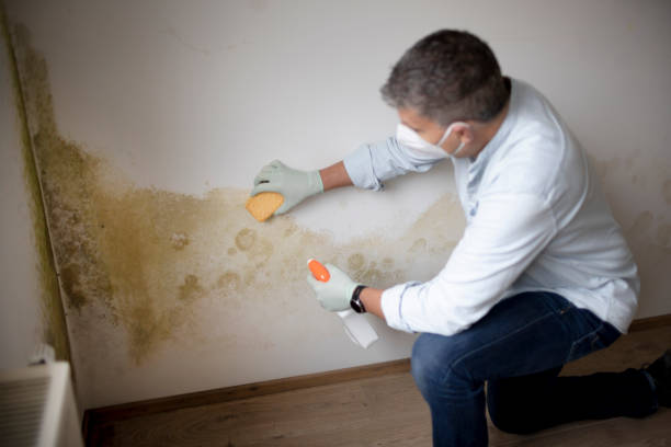 Best Mold Documentation for Insurance Claims  in Hampton, MD