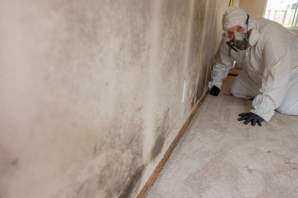 Reliable Hampton, MD Mold Removal Solutions